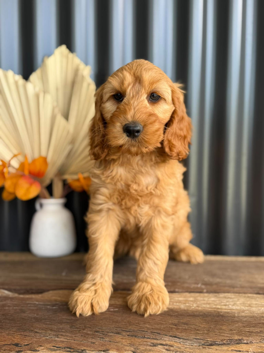 SIMBA - Male Mini Spoodle - Ready Now