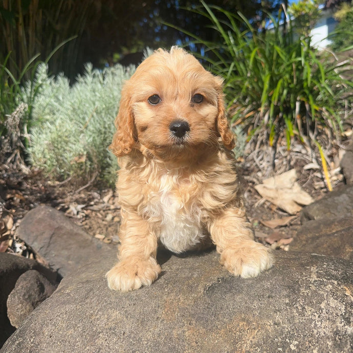 SPARTA - Male Cavoodle - Ready Now