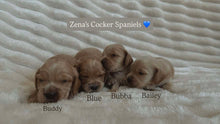 Load image into Gallery viewer, BUBBA - Male Cocker Spaniel - Ready 15th Nov
