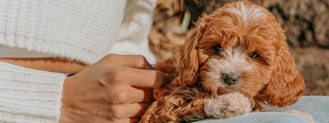 Cavoodles