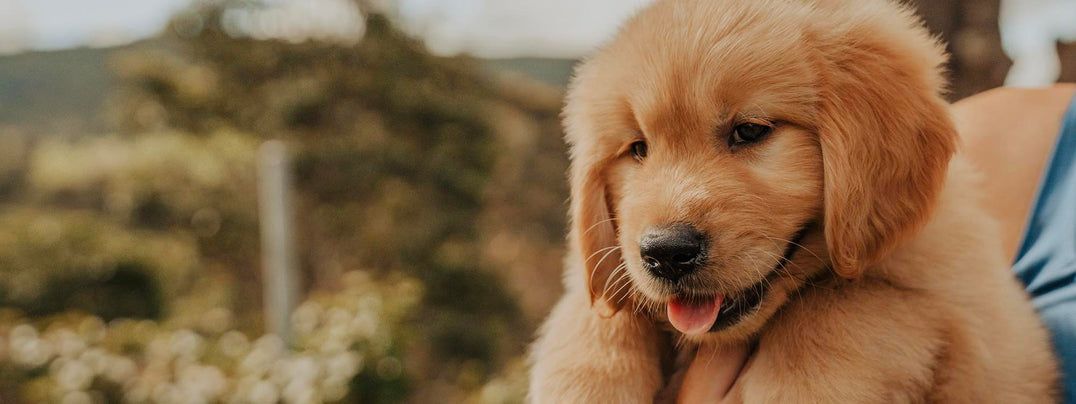 Golden Retrievers