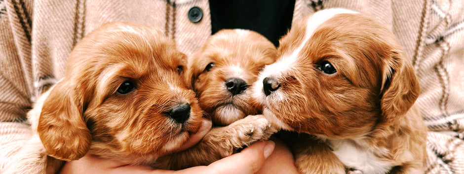 Toy Cavoodles