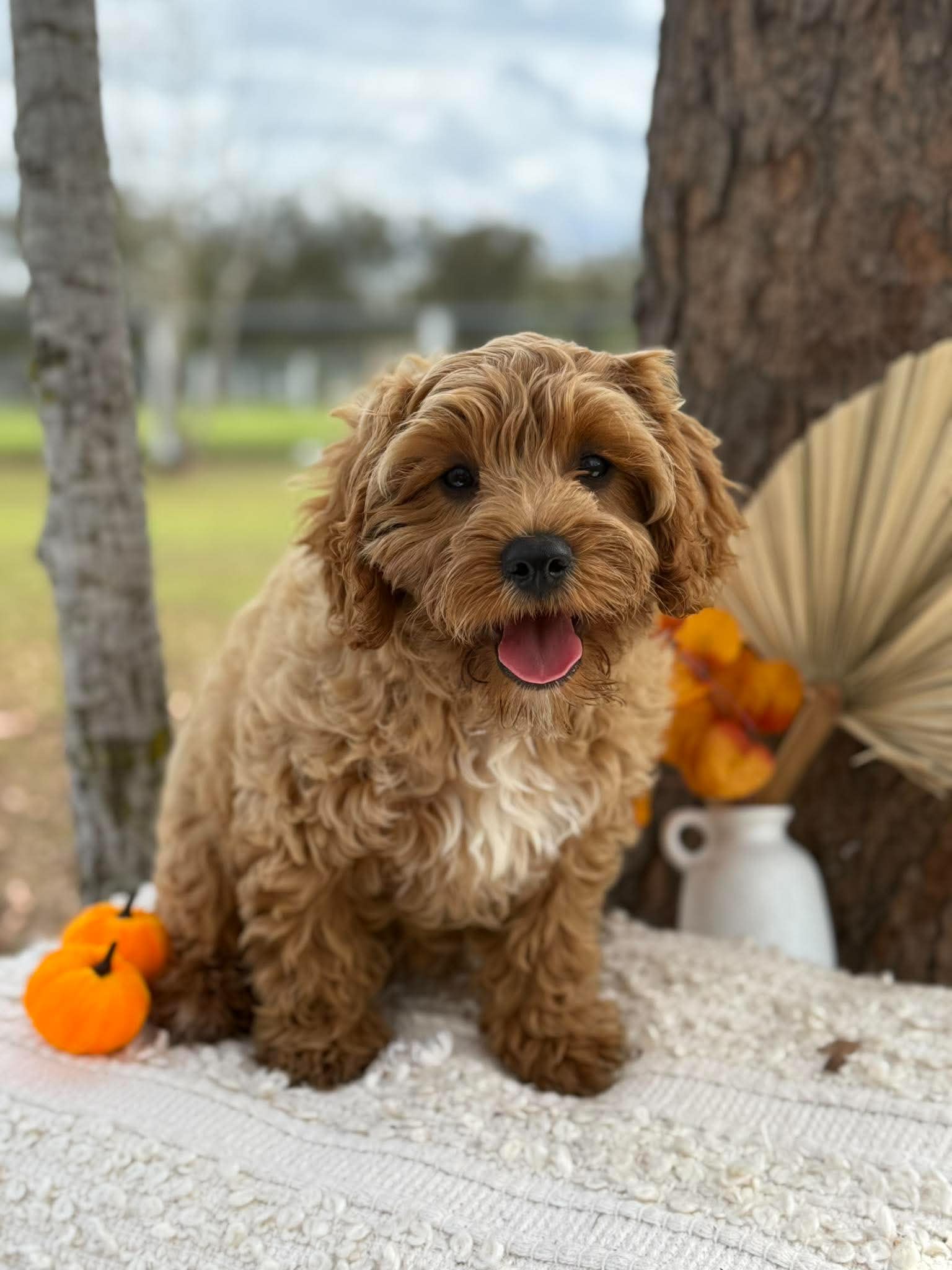 .✨ARROW - Male Toy Cavoodle - Ready Now