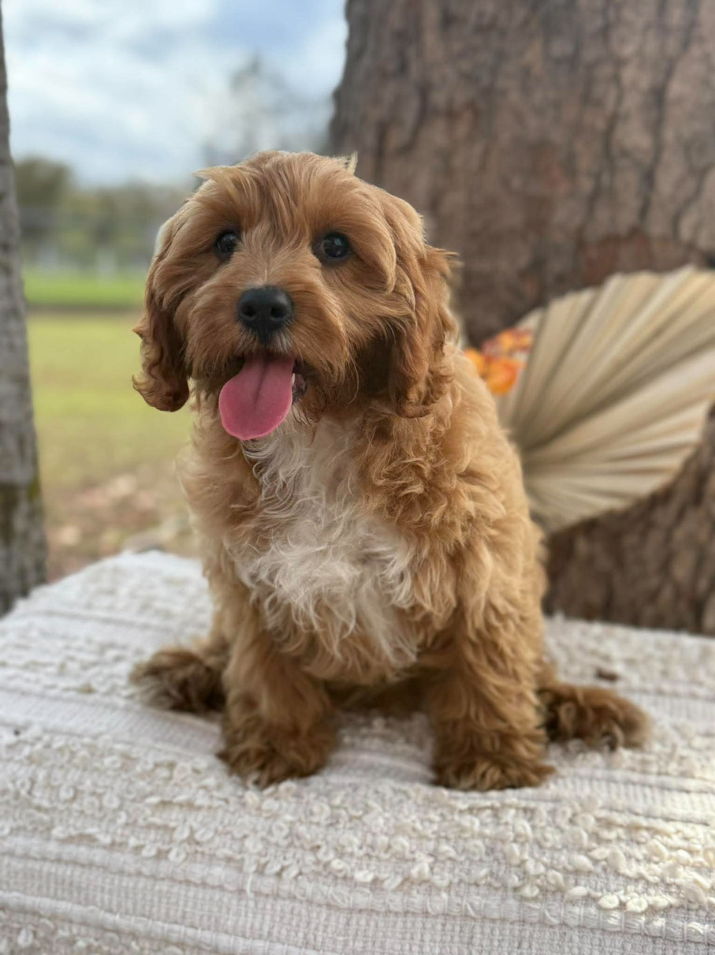 .✨KIP - Male Toy Cavoodle - Ready Now