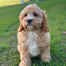 Load image into Gallery viewer, .✨CHASE - Male Toy Cavoodle - Ready Now