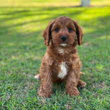 Load image into Gallery viewer, ARCHIE - Male Toy Cavoodle - Ready 13th June