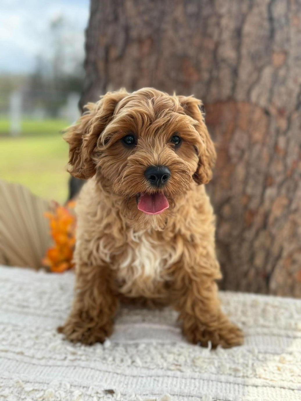 .✨ARROW - Male Toy Cavoodle - Ready Now