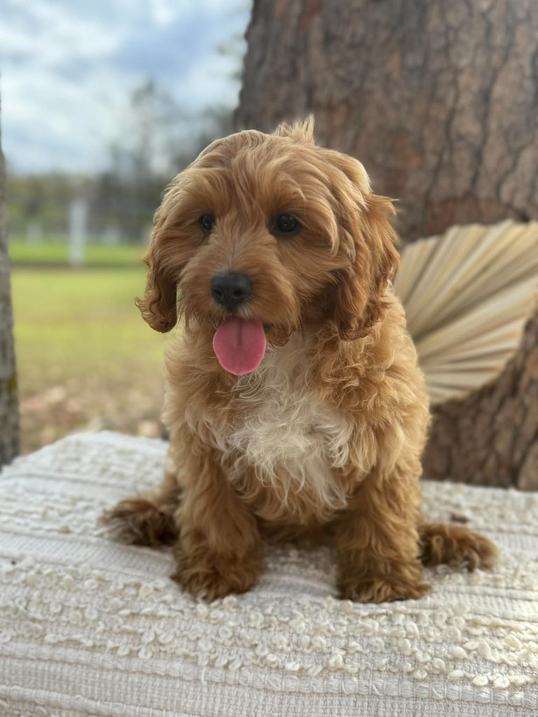 .✨KIP - Male Toy Cavoodle - Ready Now