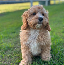 Load image into Gallery viewer, .✨CHASE - Male Toy Cavoodle - Ready Now