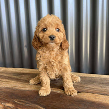 Load image into Gallery viewer, MERIDA - Female Toy Spoodle - Ready Now