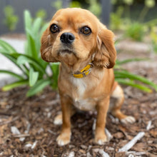 Load image into Gallery viewer, HONEY - Female Cavalier X - ADULT REHOMER - Ready Now