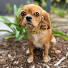 Load image into Gallery viewer, HONEY - Female Cavalier X - ADULT REHOMER - Ready Now