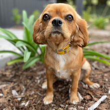 Load image into Gallery viewer, HONEY - Female Cavalier X - ADULT REHOMER - Ready Now