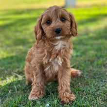 Load image into Gallery viewer, ANNA - Female Toy Cavoodle - Ready 13th June