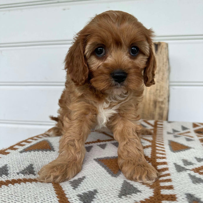 CARSON - Male Toy Cavoodle - Ready 23rd December