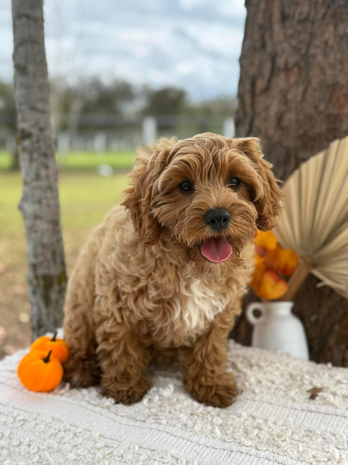 .✨ARROW - Male Toy Cavoodle - Ready Now