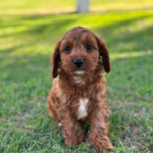 Load image into Gallery viewer, ARCHIE - Male Toy Cavoodle - Ready 13th June