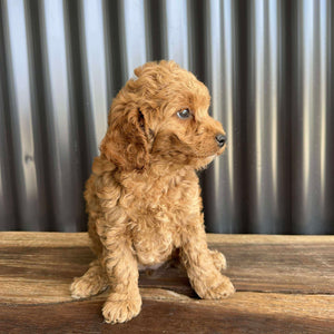 MERIDA - Female Toy Spoodle - Ready Now