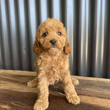Load image into Gallery viewer, MERIDA - Female Toy Spoodle - Ready Now