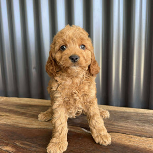 MERIDA - Female Toy Spoodle - Ready Now