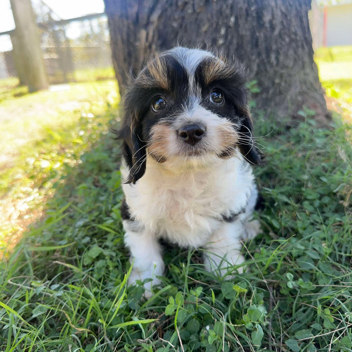 AQUA - Female Toy Cavoodle - Ready 4th May