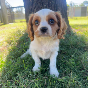 JACOB - Male - Cavalier - Ready 6th May