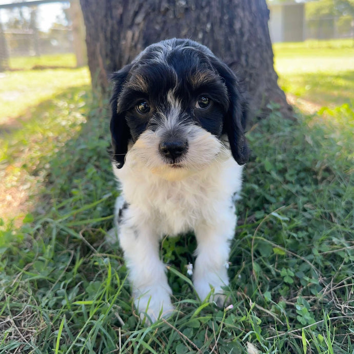 ALFIE - Male Toy Cavoodle - Ready 4th May