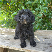 Load image into Gallery viewer, DIANA - Female Mini Poodle - Ready 4th May