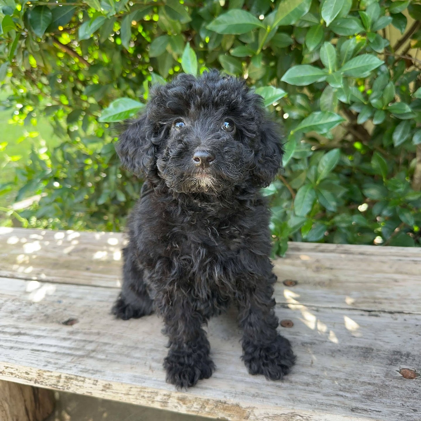 DIANA - Female Mini Poodle - Ready 4th May