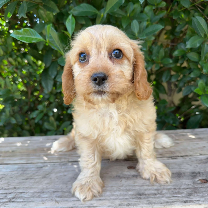 MANNY - Male Toy Cavoodle - Ready Now