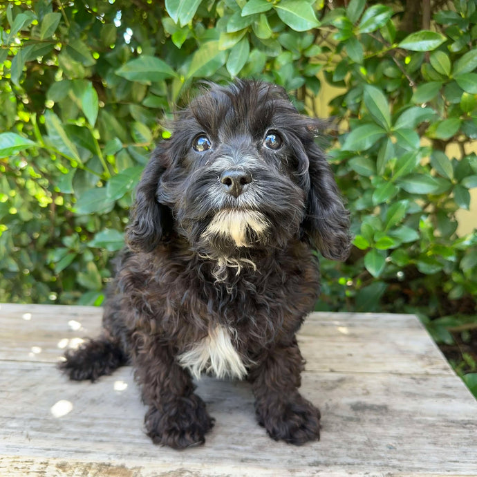 .🌼 QUALAH  - Female Toy Cavoodle - Ready Now