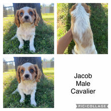Load image into Gallery viewer, JACOB - Male - Cavalier - Ready 6th May