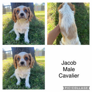 JACOB - Male - Cavalier - Ready 6th May