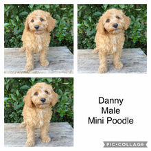 Load image into Gallery viewer, DANNY - Male Mini Poodle - Ready 4th May