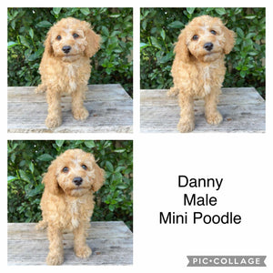 DANNY - Male Mini Poodle - Ready 4th May