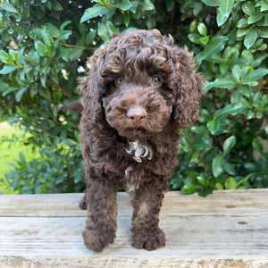 MARIO - Male Mini Poodle - Ready Now