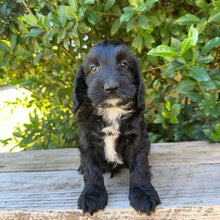 Load image into Gallery viewer, POE - Male Mini Spoodle - Ready Now