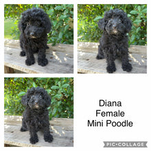 Load image into Gallery viewer, DIANA - Female Mini Poodle - Ready 4th May
