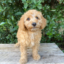 Load image into Gallery viewer, DANNY - Male Mini Poodle - Ready 4th May