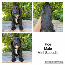 Load image into Gallery viewer, POE - Male Mini Spoodle - Ready Now