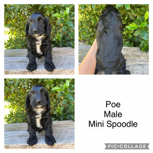 POE - Male Mini Spoodle - Ready Now