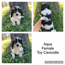 Load image into Gallery viewer, AQUA - Female Toy Cavoodle - Ready Now
