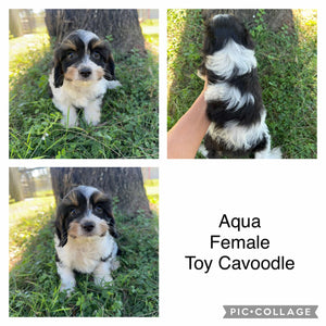 AQUA - Female Toy Cavoodle - Ready Now