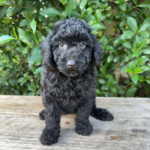 Load image into Gallery viewer, DORIS - Female Mini Poodle - Ready 4th May
