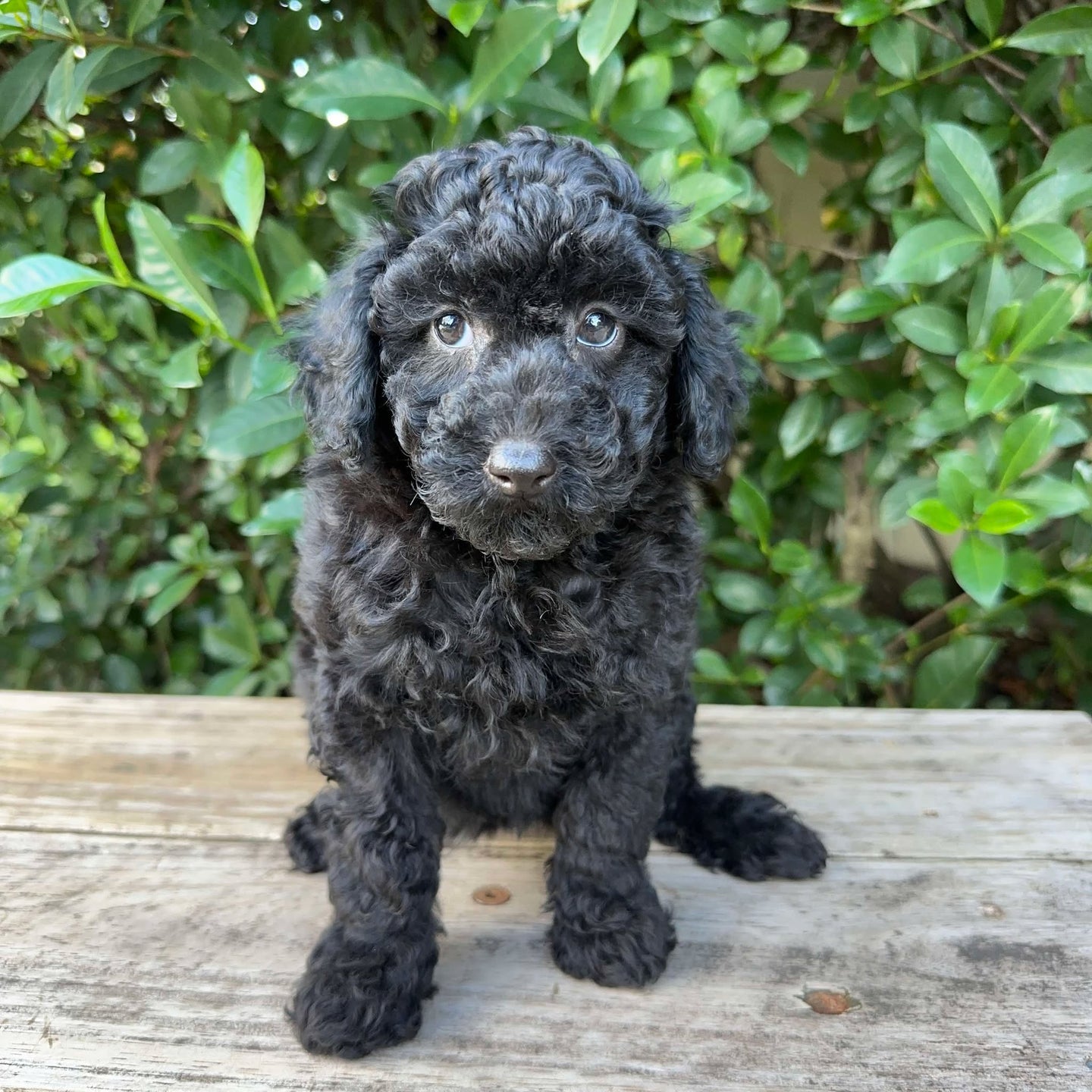 DORIS - Female Mini Poodle - Ready 4th May