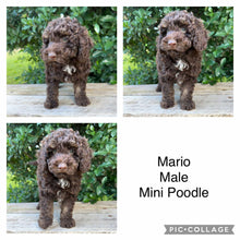 Load image into Gallery viewer, MARIO - Male Mini Poodle - Ready Now