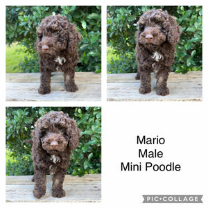 MARIO - Male Mini Poodle - Ready Now