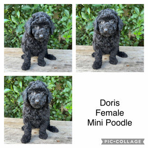 DORIS - Female Mini Poodle - Ready 4th May