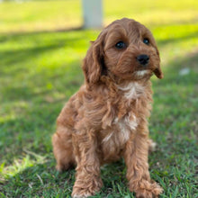 Load image into Gallery viewer, ANNA - Female Toy Cavoodle - Ready 13th June