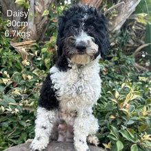Load image into Gallery viewer, DORIS - Female Mini Poodle - Ready 4th May
